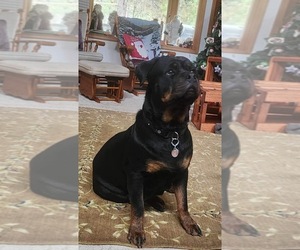 Rottweiler Dog Breeder near IDANHA, OR, USA