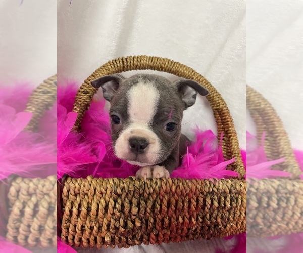 Medium Photo #11  Breeder Profile in FREDONIA, KS, USA