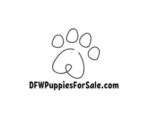 Dachshund Dog Breeder in SPRINGTOWN,  USA