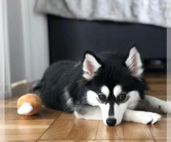 Medium Photo #5  Breeder Profile in KANSAS CITY, MO, USA