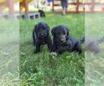 Small breeder photo