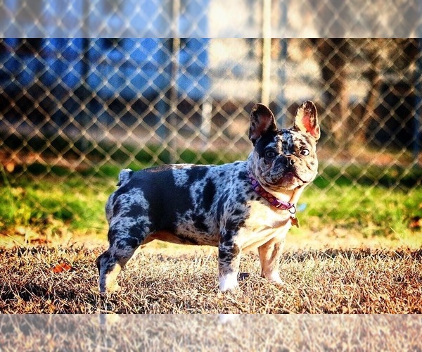 Medium Photo #9  Breeder Profile in STARR, SC, USA