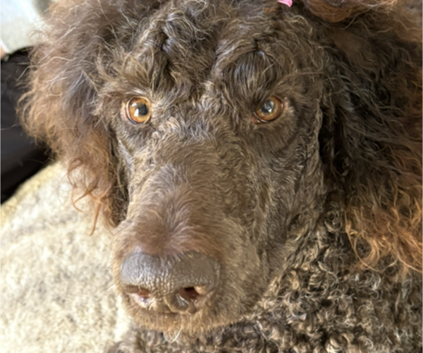 Medium Photo #10  Breeder Profile in DEXTER, MO, USA