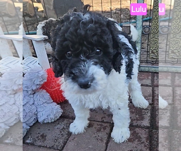 Medium Photo #8  Breeder Profile in WHITEWATER, WI, USA