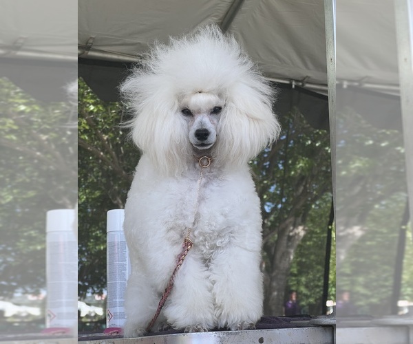 Medium Photo #4  Breeder Profile in LAKE ELSINORE, CA, USA
