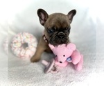 Small #4 Breeder Profile image