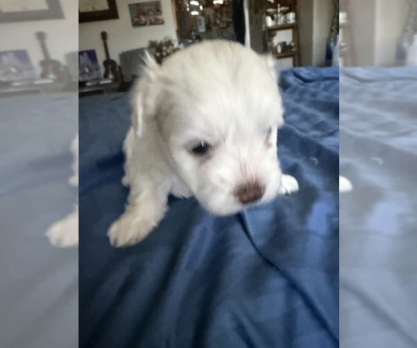 Medium Photo #5  Breeder Profile in SAN JOSE, CA, USA