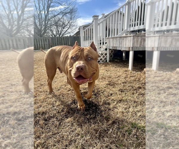 Medium Photo #30  Breeder Profile in GOSHEN, KY, USA