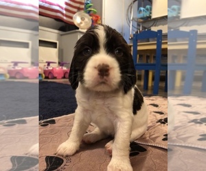 Main photo of English Springer Spaniel Dog Breeder near PALO CEDRO, CA, USA