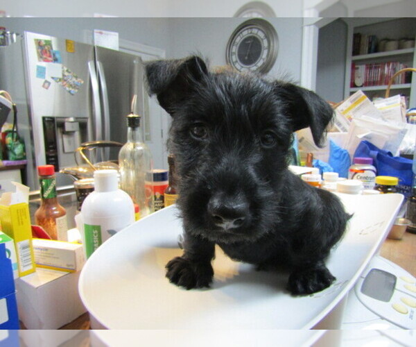 Medium Photo #1  Breeder Profile in ELLISVILLE, MS, USA