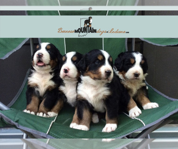 Medium Photo #1  Breeder Profile in COLUMBUS, IN, USA