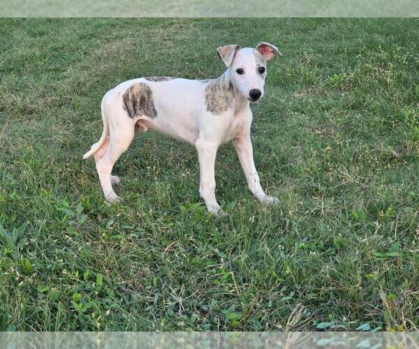 Medium Photo #1  Breeder Profile in SAINT JOHN, KS, USA