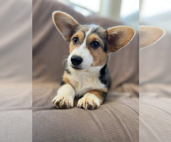 Medium Photo #15  Breeder Profile in HUNTSVILLE, AL, USA