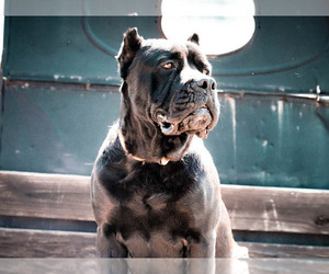Cane Corso Dog Breeder in BUNCH,  USA