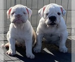 Small Photo #5  Breeder Profile in VICTORVILLE, CA, USA