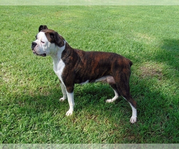 Medium Photo #6  Breeder Profile in CABOOL, MO, USA
