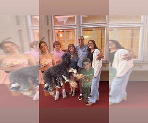 Goldendoodle Dog Breeder near STEVENS, PA, USA