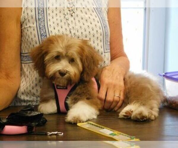 Medium Photo #1  Breeder Profile in PARKER, CO, USA