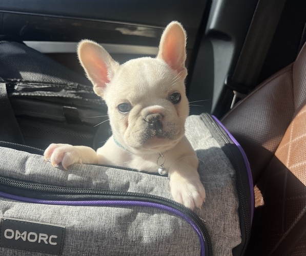 Medium Photo #1  Breeder Profile in SAN JOSE, CA, USA