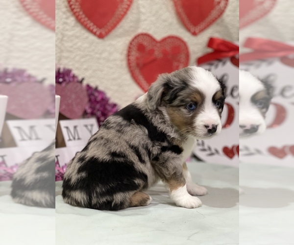 Medium Photo #1  Breeder Profile in ATHENS, TX, USA
