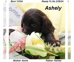 Small breeder photo