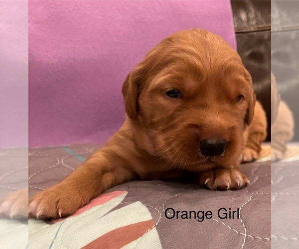 Medium Photo #8  Breeder Profile in IDAHO FALLS, ID, USA