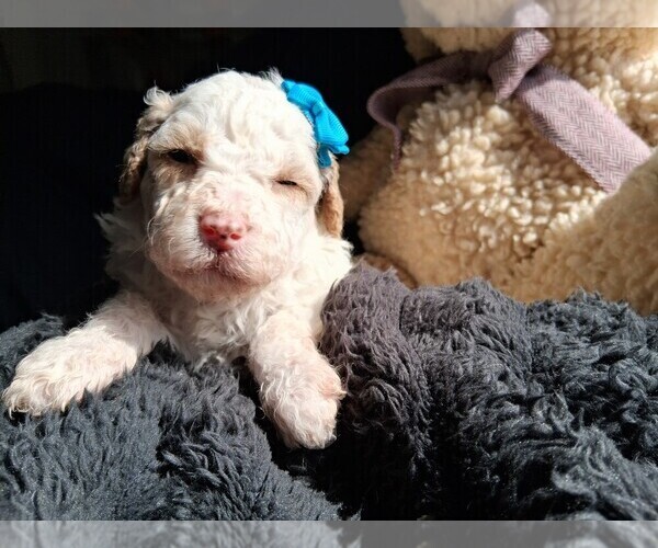 Medium Photo #127  Breeder Profile in GASTONIA, NC, USA