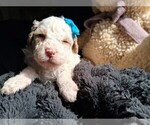 Small #126 Breeder Profile image