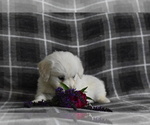 Small breeder photo