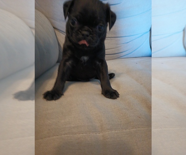 Medium Photo #1  Breeder Profile in RANCHO CUCAMONGA, CA, USA