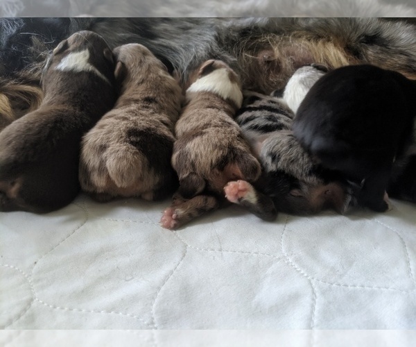 Medium Photo #1  Breeder Profile in HAMMONDSPORT, NY, USA