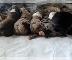 Small breeder photo