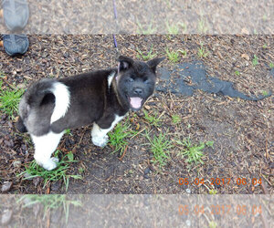 Akita Dog Breeder near PUYALLUP, WA, USA