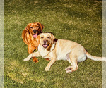 Small breeder photo