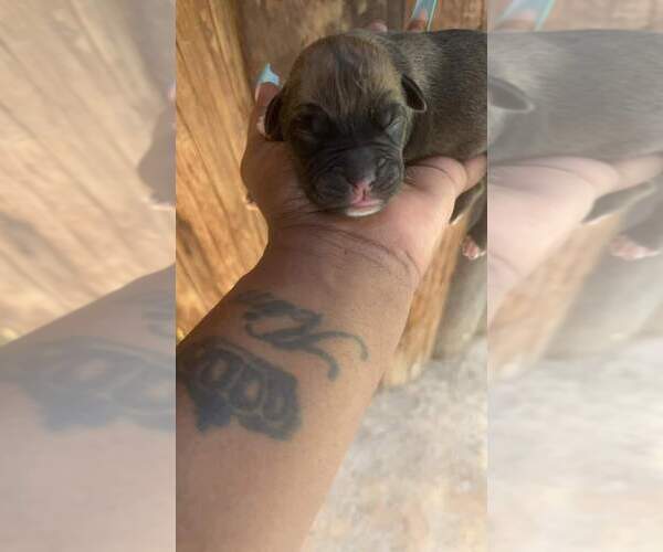 Medium Photo #1  Breeder Profile in DUBLIN, TX, USA