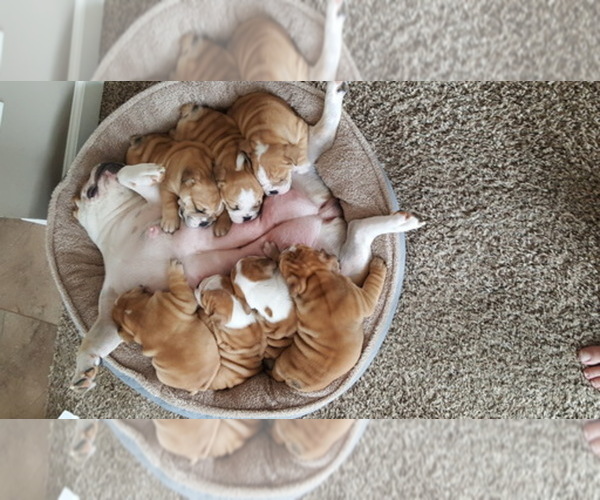 Medium Photo #1  Breeder Profile in MOUNT MORRIS, MI, USA