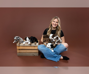Miniature Australian Shepherd Dog Breeder near WOOSTER, OH, USA