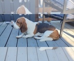 Small #2 Breeder Profile image