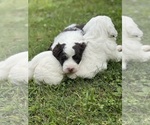 Small #1 Breeder Profile image
