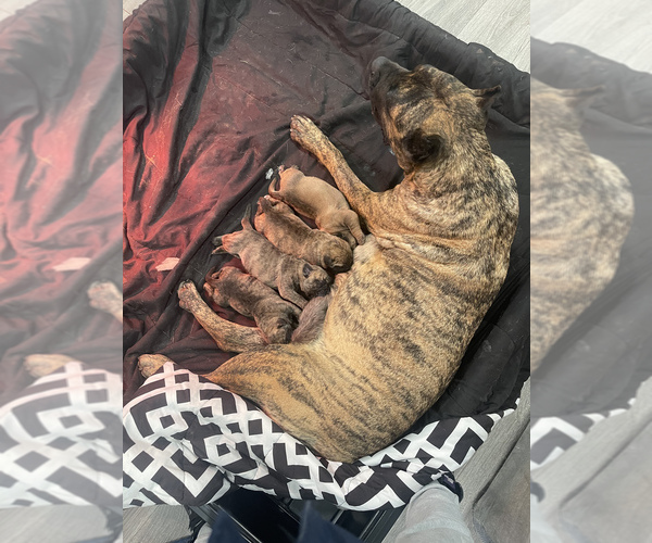 Medium Photo #1  Breeder Profile in SIKESTON, MO, USA
