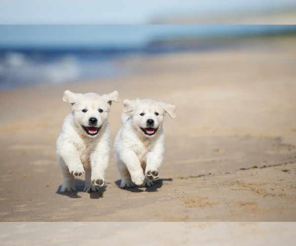 Medium Photo #1  Breeder Profile in PALMETTO, FL, USA