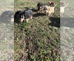 Small #7 Breeder Profile image