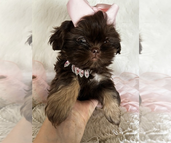 Medium Photo #10  Breeder Profile in HESPERIA, CA, USA