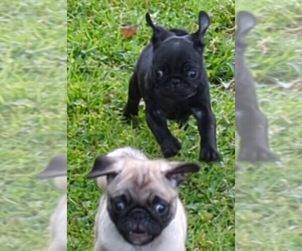 Medium Photo #1  Breeder Profile in Aldergrove, British Columbia, Canada