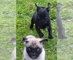 Small breeder photo