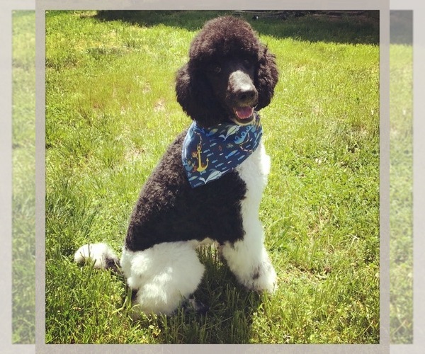Medium Photo #1  Breeder Profile in BALTIMORE, MD, USA