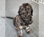 Small #9 Breeder Profile image