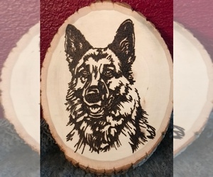 German Shepherd Dog Dog Breeder near SACRAMENTO, CA, USA