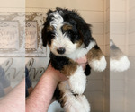 Small #3 Breeder Profile image
