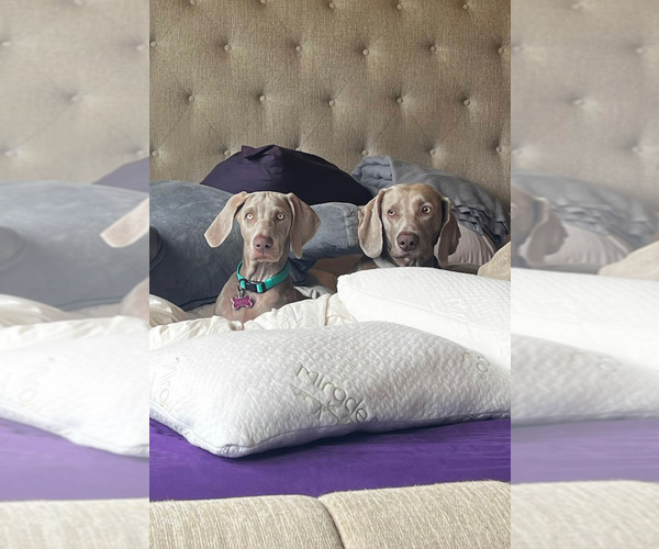 Medium Photo #1  Breeder Profile in PRAIRIEVILLE, LA, USA